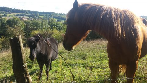 chevaux